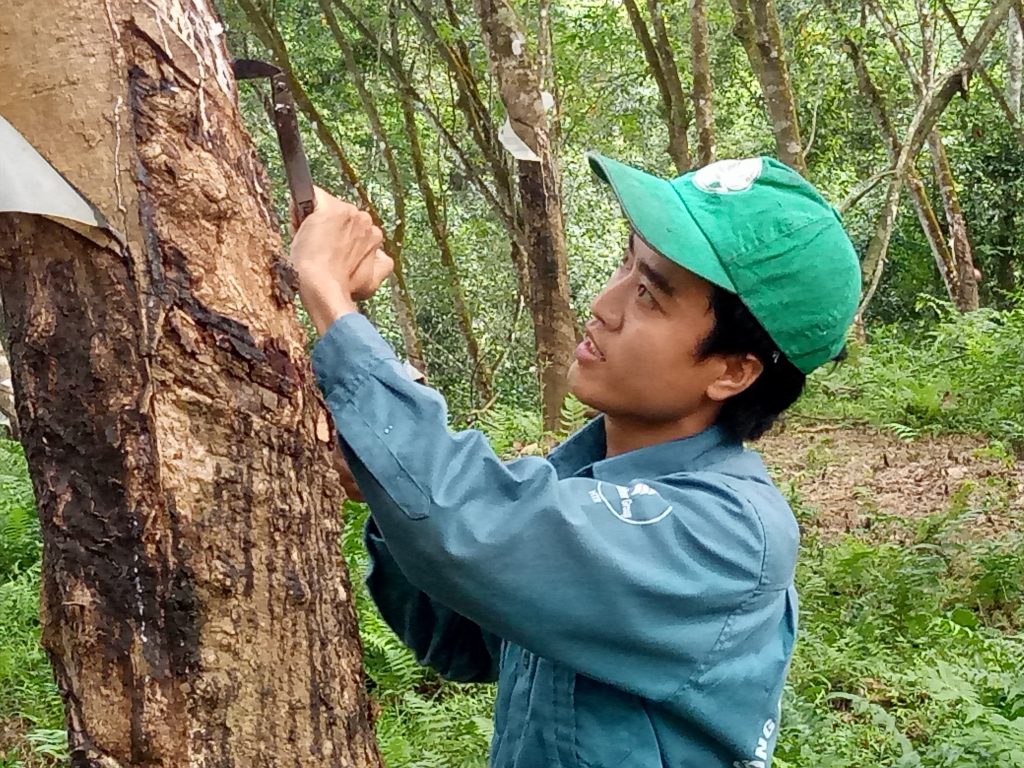 Cao su Hà Tĩnh khởi sắc những tháng đầu năm 2024